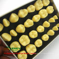 TOOTH01 (12573) calidad de la resina modelo de anatomía del diente humano con caja de aleación de embalaje portátil